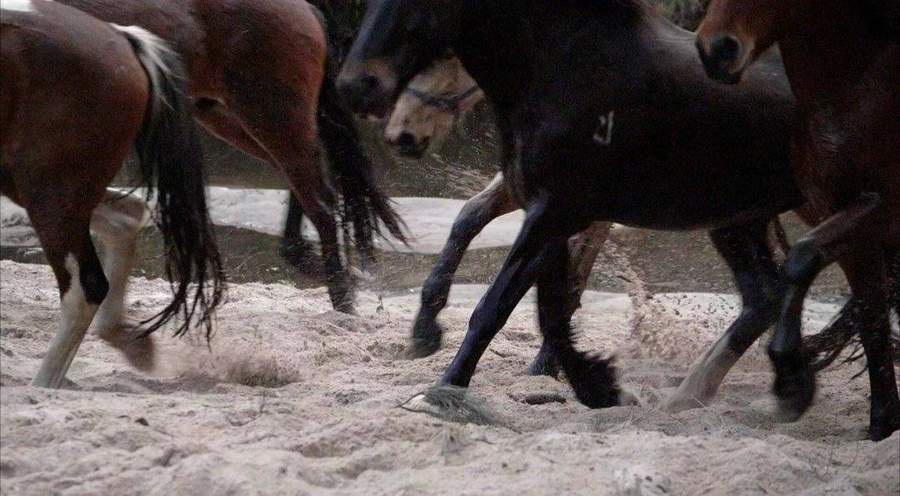 Hand Over The Rein — still 8